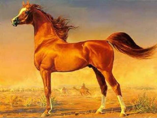 Ejemplar de caballo arabe como el de Mahoma.