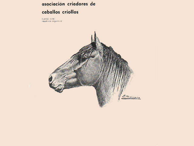 Cabeza caballo criollo Yanquetruz.
