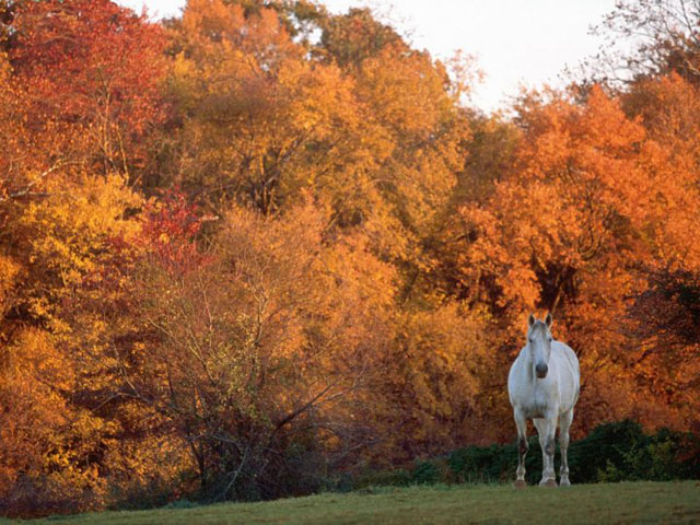 Un caballo tordillo integrado a un paisaje otoñal.