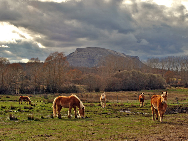 Las crines rubias de los caballos dan color al paisaje.
