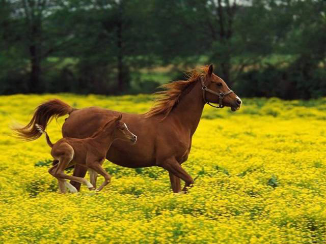 Yegua madre y su potrillo disfrutan la pradera con flores.