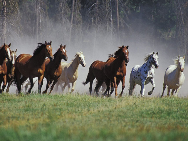 Manada de caballos en movimiento.