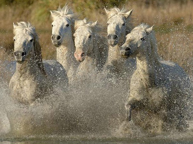 Manada de caballos tordillos corriendo en el agua.