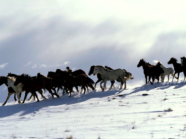 Manada de caballos descendiendo por la nieve.