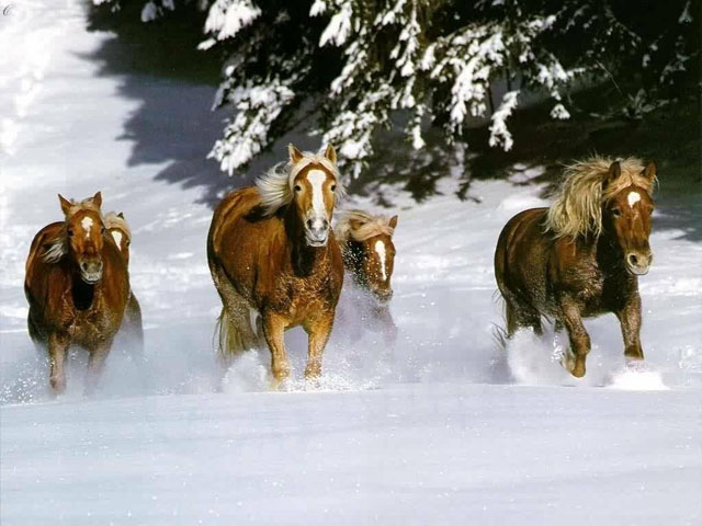 Manada de caballos en la nieve.