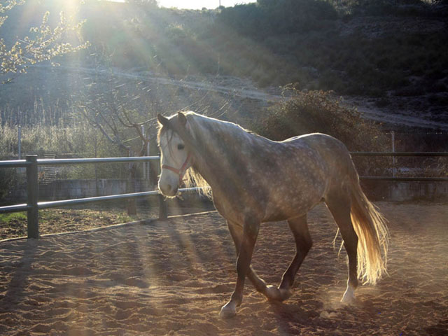 La luz del sol acariciando el lomo del caballo.