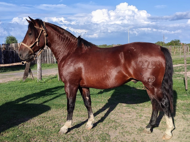 LABRA CLARIN DE GUERRA