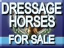 Dressage Horses for sale