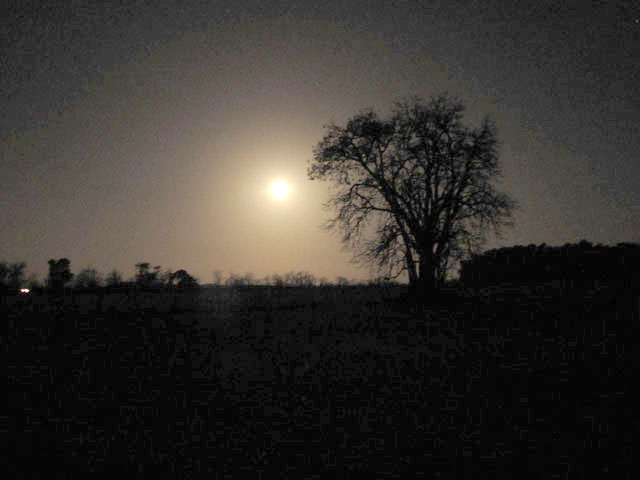 La Luna brillando y el solitario Ombu en la Cabaña en Alberti.