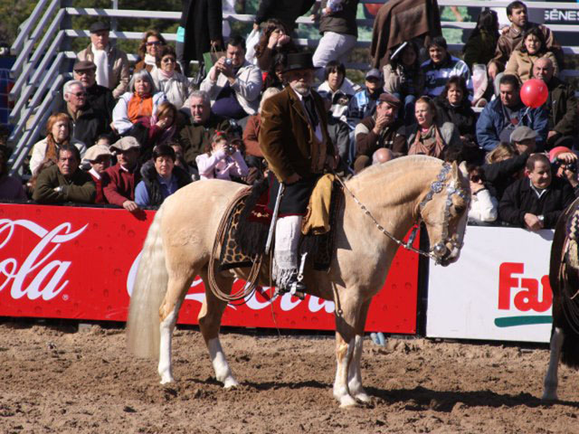 Jinete y caballo criollo empilchados para la ocasión.